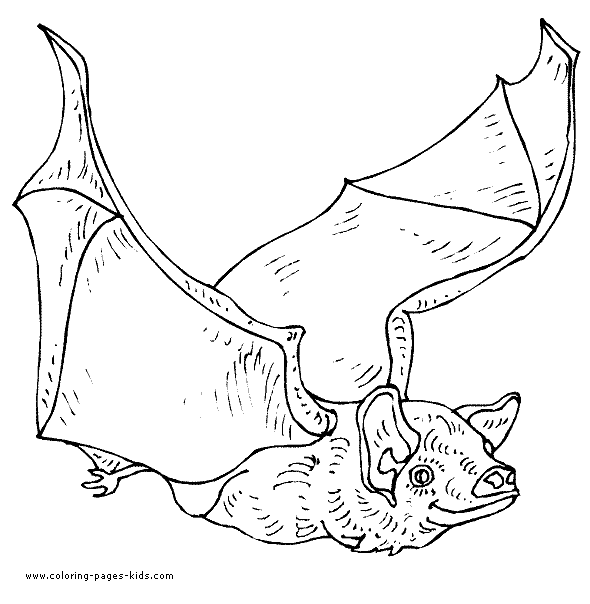Bat in flight color page