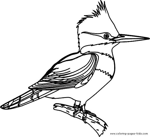 Woodpecker bird color page