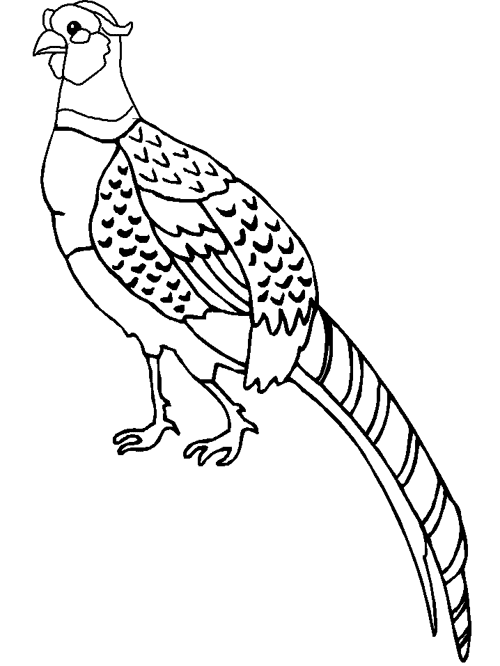 Pheasant bird colouring sheet for kids coloring