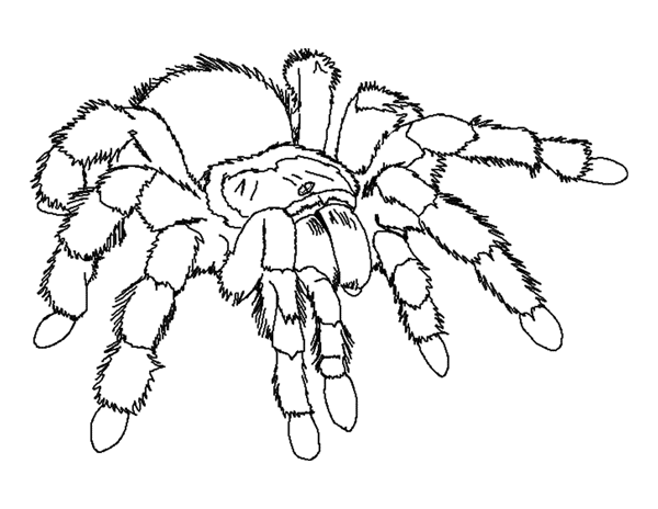 coloring pages for kids animals. Bugs Coloring pages