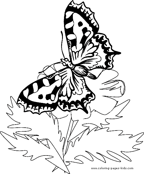 Butterfy coloring printable for kids
