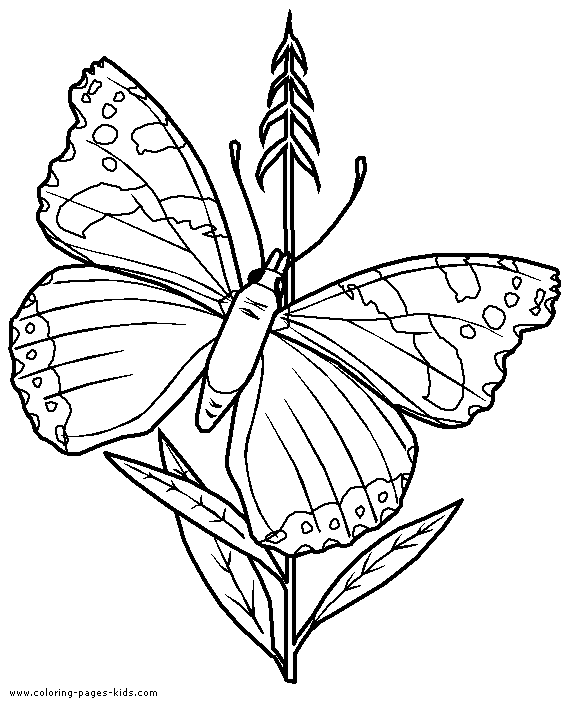 Butterfly resting on a flower color page for kids