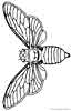 Moth coloring page for kids