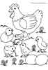 chicken with chicks coloring page