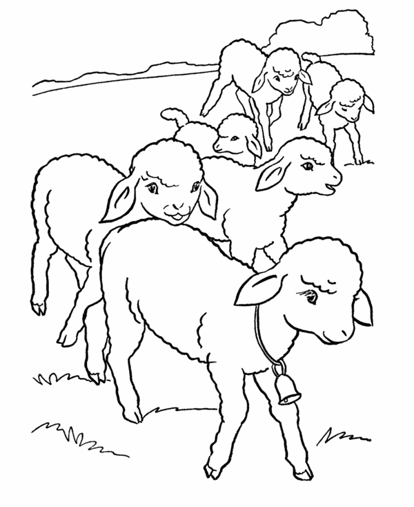 Sheep color page, animal coloring pages, color plate, coloring sheet,printable coloring picture