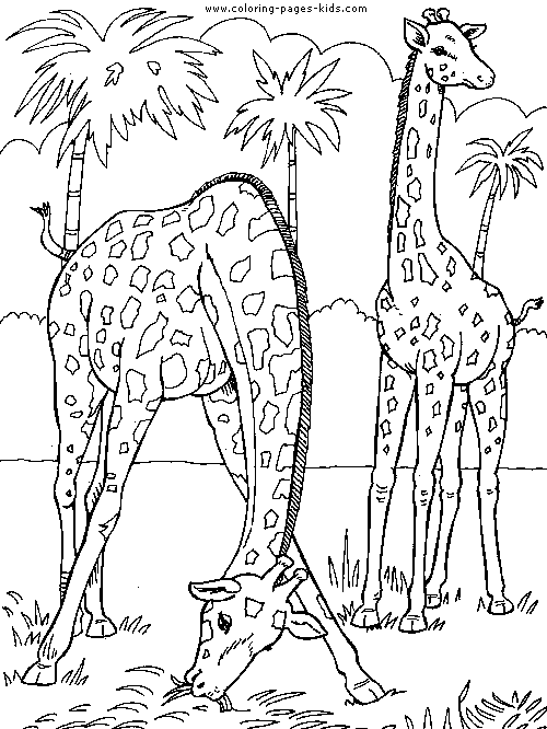 Two Giraffes color page