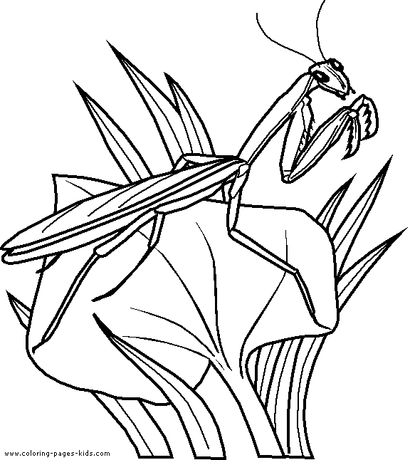 grasshopper coloring pictures