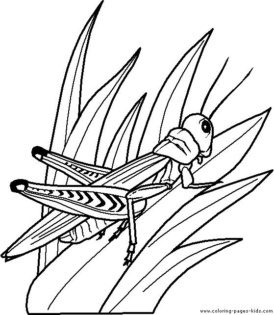 Grasshopper Coloring Page Grasshopper color page