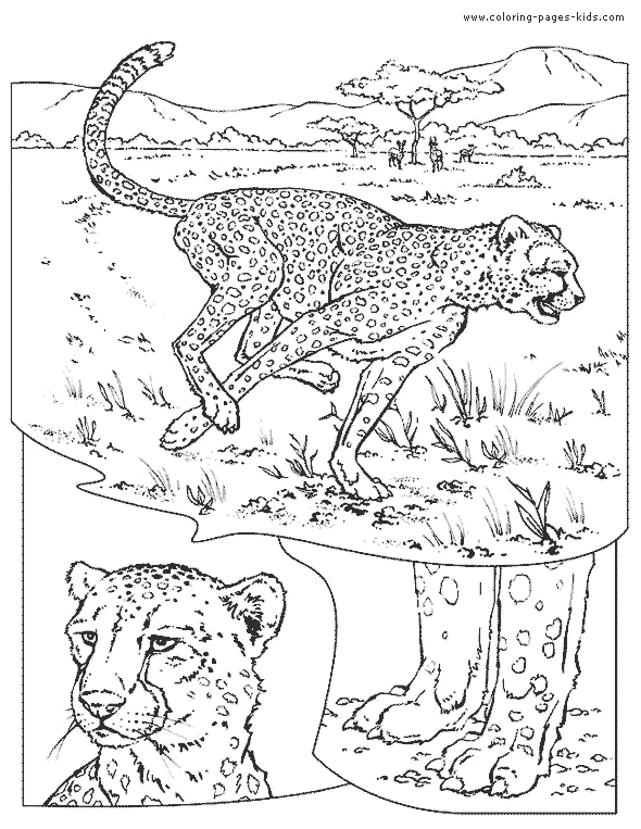 lion color page, tiger color page, plate, coloring Cheetah coloring page
