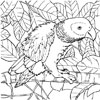 Parrot coloring picture