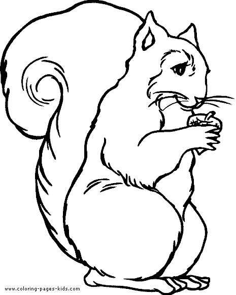 Squirrel color page