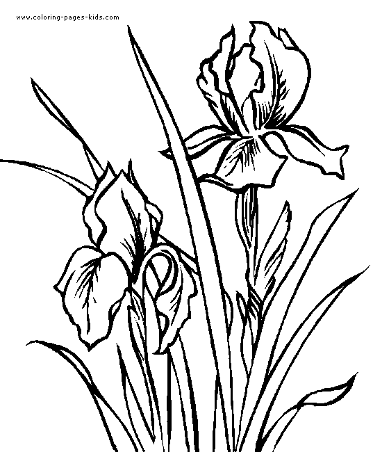 Flowers coloring pages, color plate, coloring sheet,printable coloring picture