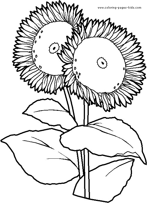 Sunflowers Flowers coloring pages, color plate, coloring sheet,printable coloring picture