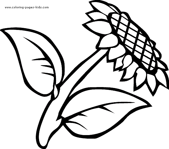 sun flower Flowers coloring pages, color plate, coloring sheet,printable coloring picture