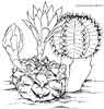 Cactus coloring for kids