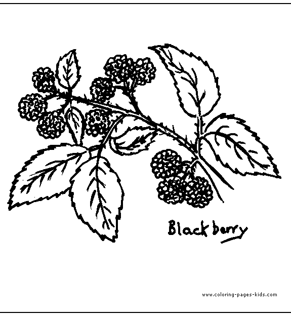 pictures of leaves to color. Blackberry Leaves color page
