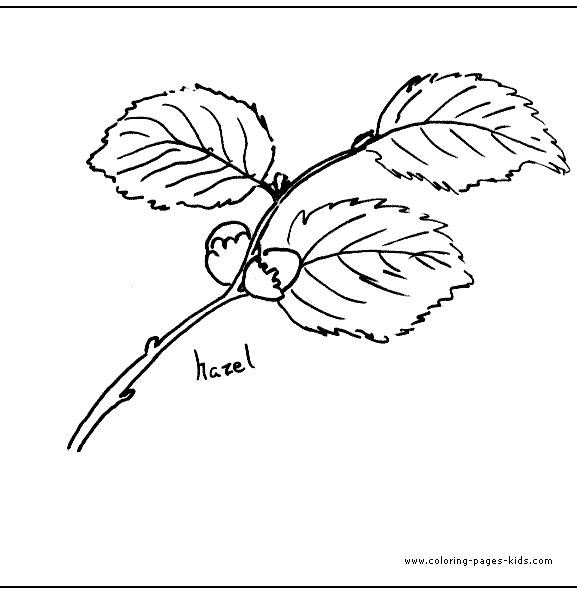 Hazel leaves Leaf color page,  coloring pages, color plate, coloring sheet,printable coloring picture