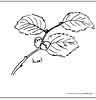 Hazel leaves coloring picture