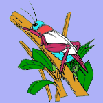 Grasshoppers coloring pages for kids
