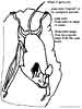 Bat information coloring page for kids