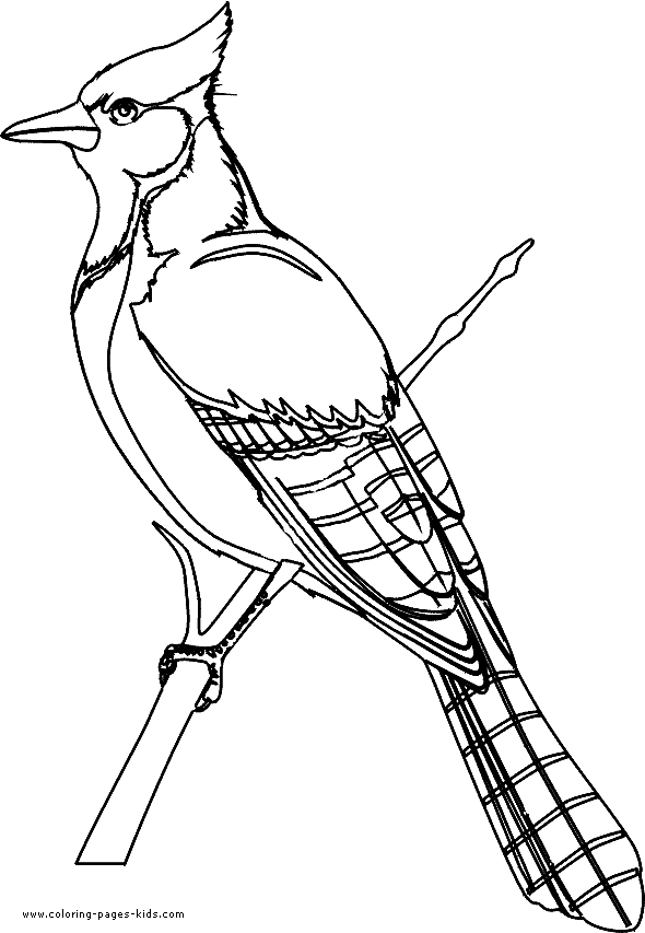 Bird coloring pages