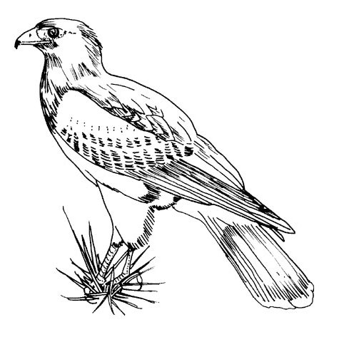 How To Draw A Hawk, Red-tailed Hawk - Eagle Clipart Black And White  Transparent PNG - 800x800 - Free Download on NicePNG