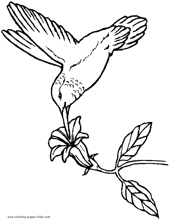 Hummingbird coloring book page bird picture