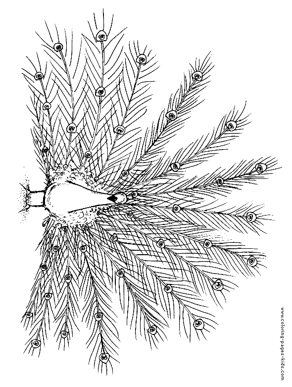 Peacock color page, bird coloring plate,animal coloring pages, color plate, coloring sheet,printable colouring picture