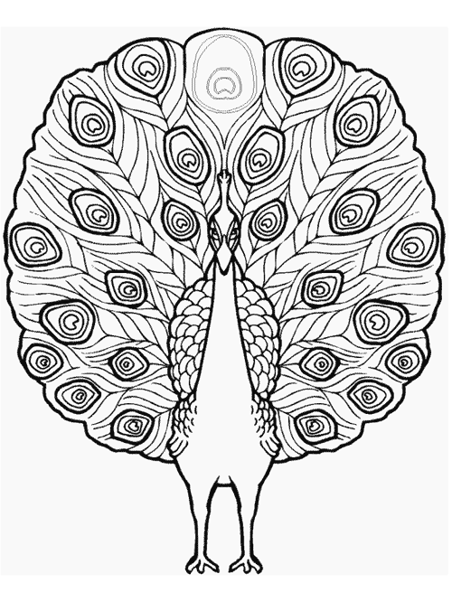 Peacock color page, bird coloring plate,animal coloring pages, color plate, coloring sheet,printable coloring picture