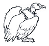 vulture coloring page
