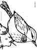 Cactus Wren bird coloring picture