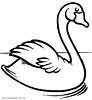Swan bird coloring for kids