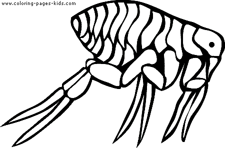 Flea bug coloring page for kids