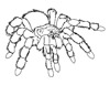 spider coloring page