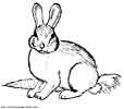 bunny coloring page