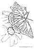 butterfly coloring page