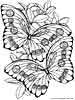 butterfly coloring page