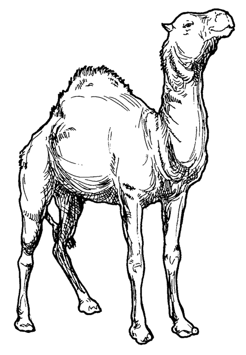Camel coloring picture