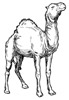 camel coloring page