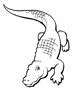 Crocodile coloring page