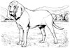 dogs coloring pages