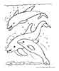 dolphin coloring page