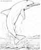 dolphin coloring page