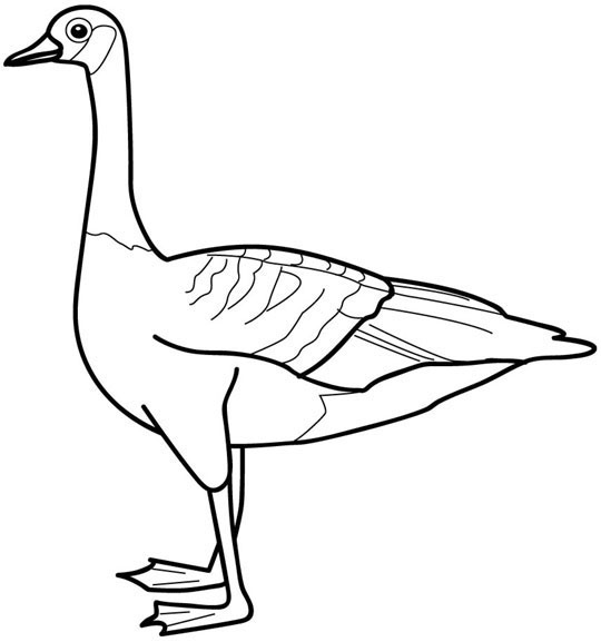 Canada Goose coloring page