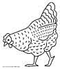 chicken coloring page