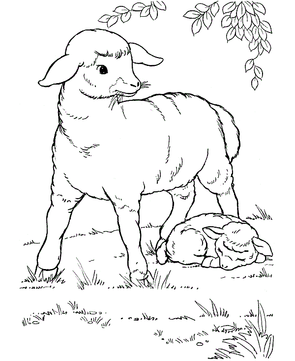 Sheep color page, animal coloring pages, color plate, coloring sheet,printable coloring picture