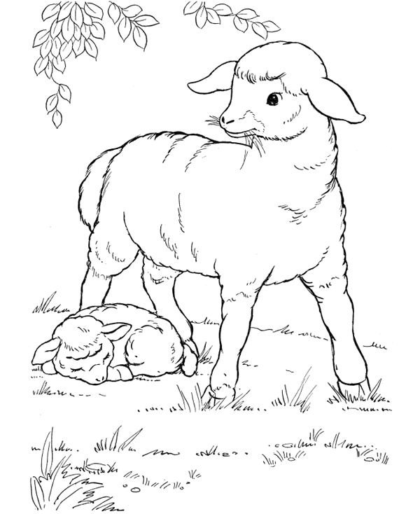 Sheep color page, animal coloring pages, color plate, coloring sheet,printable coloring picture