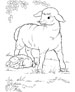 Sheep coloring page