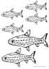 School of Fish coloring page