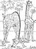 Two Giraffes coloring page
